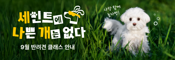 세인트에 나쁜 개는 없다