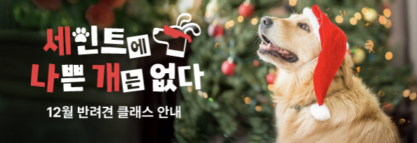 세인트에 나쁜 개는 없다